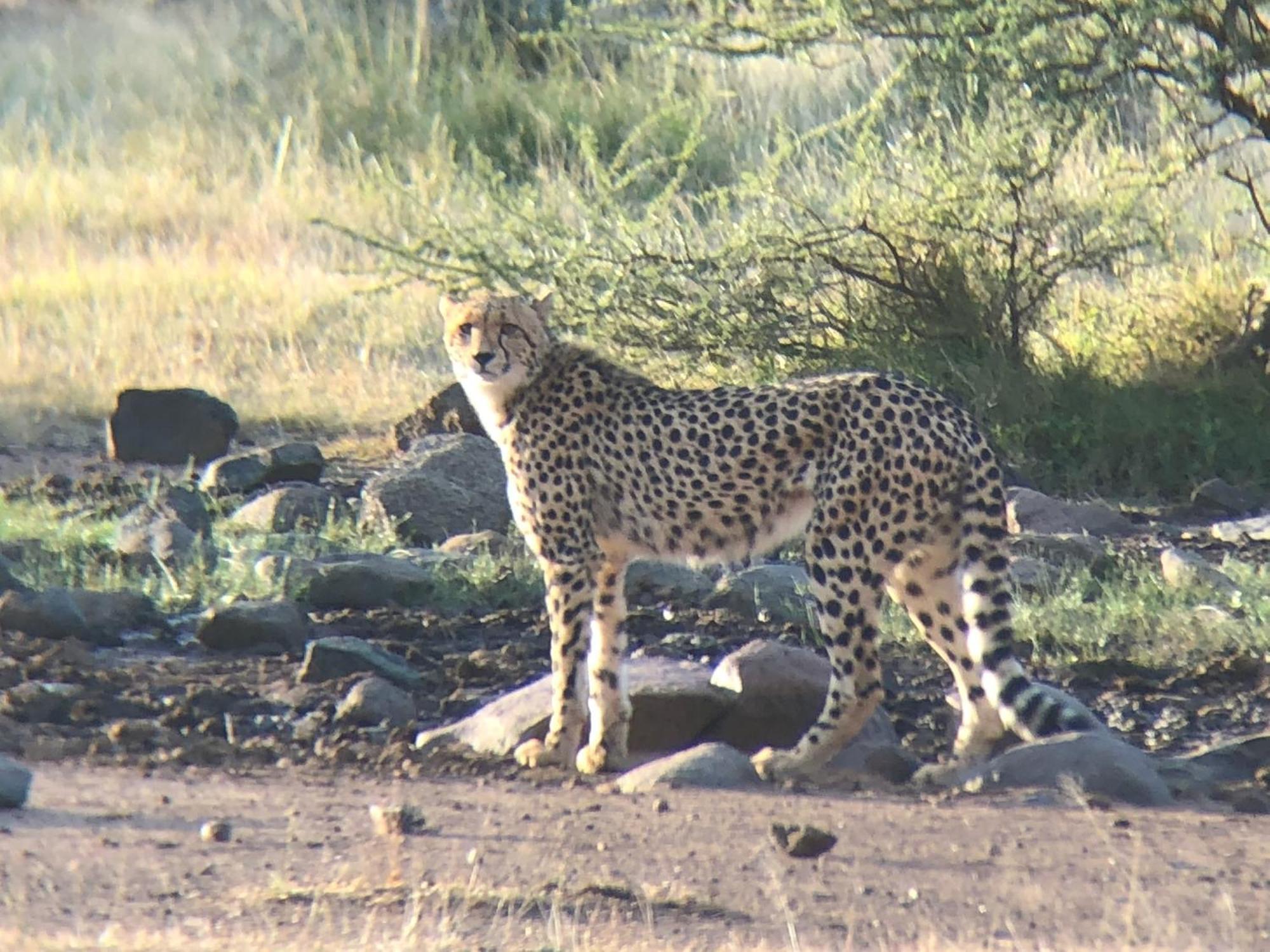 Pangolin Game Lodge - Self Catering, Incl 2 Game Drives Per Day Matlhagame エクステリア 写真