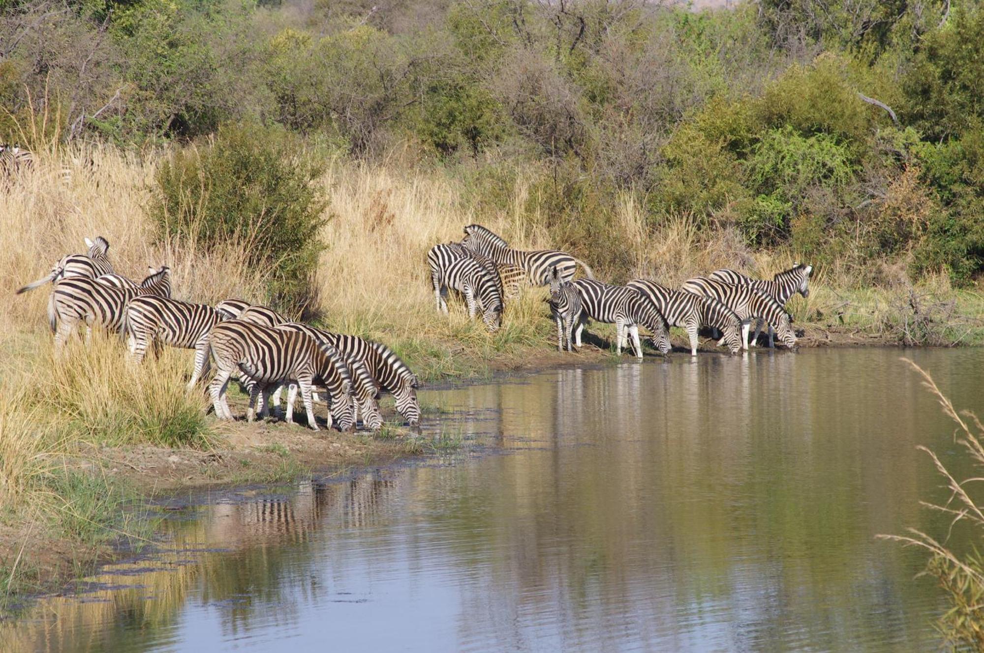 Pangolin Game Lodge - Self Catering, Incl 2 Game Drives Per Day Matlhagame エクステリア 写真
