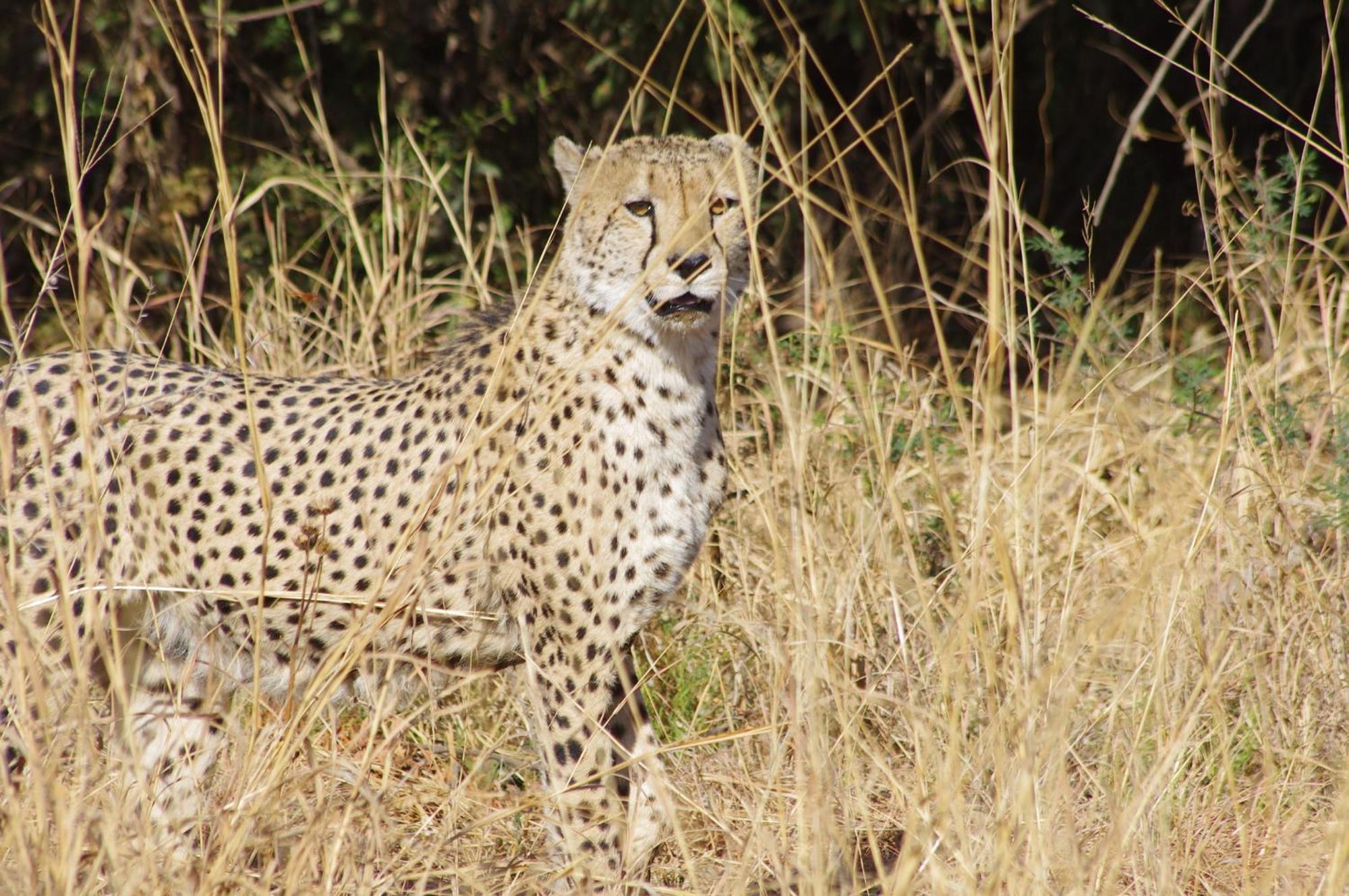 Pangolin Game Lodge - Self Catering, Incl 2 Game Drives Per Day Matlhagame エクステリア 写真