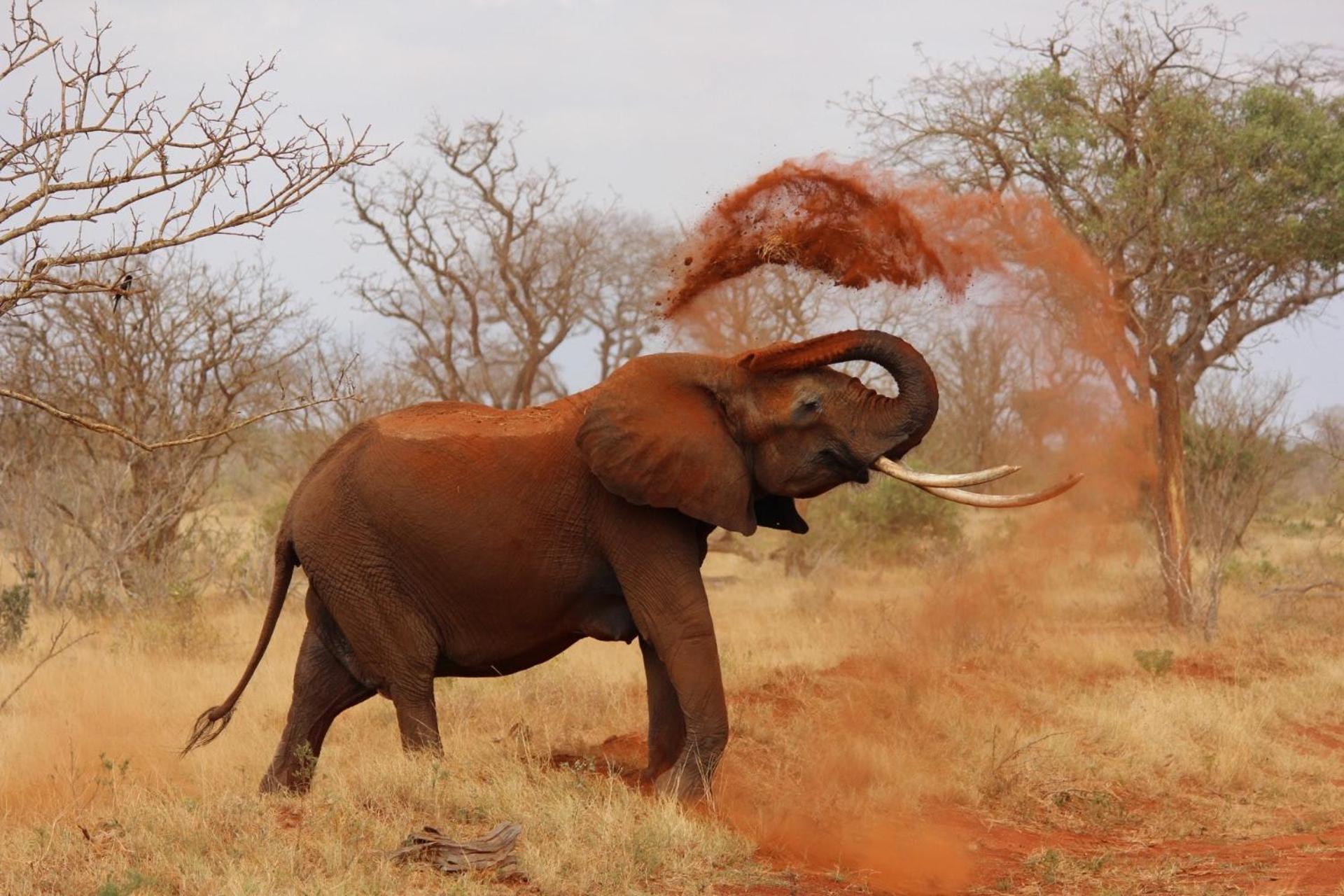 Pangolin Game Lodge - Self Catering, Incl 2 Game Drives Per Day Matlhagame エクステリア 写真