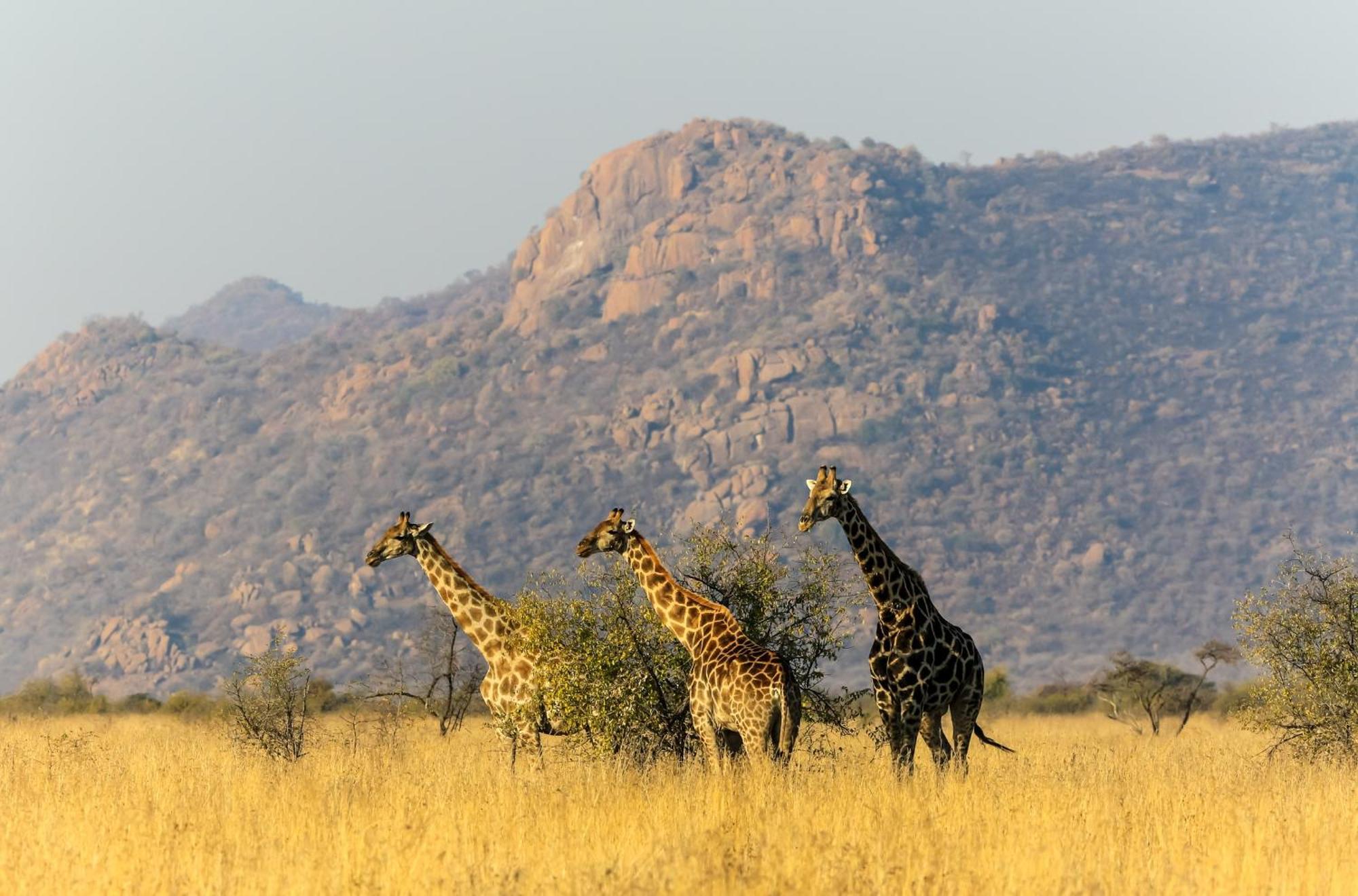 Pangolin Game Lodge - Self Catering, Incl 2 Game Drives Per Day Matlhagame エクステリア 写真