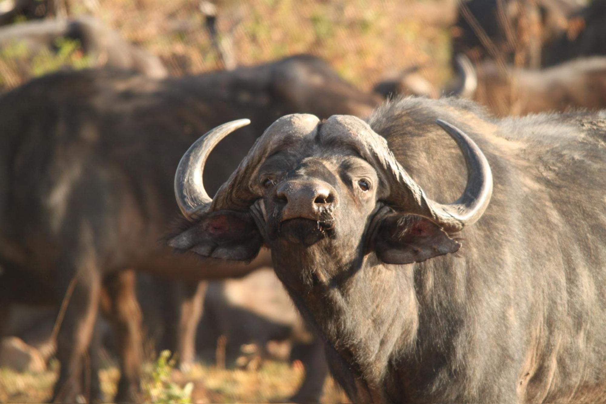 Pangolin Game Lodge - Self Catering, Incl 2 Game Drives Per Day Matlhagame エクステリア 写真