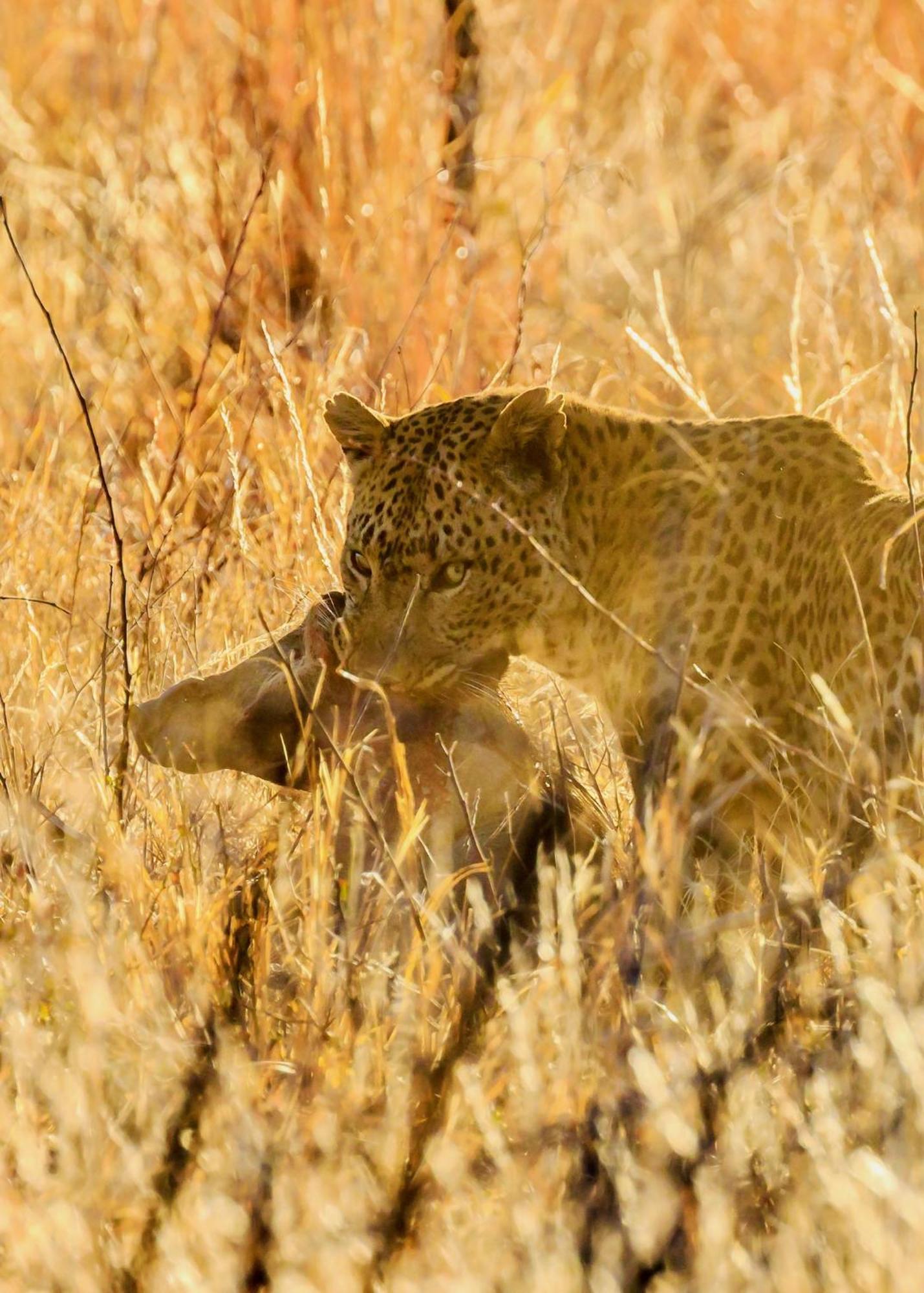 Pangolin Game Lodge - Self Catering, Incl 2 Game Drives Per Day Matlhagame エクステリア 写真