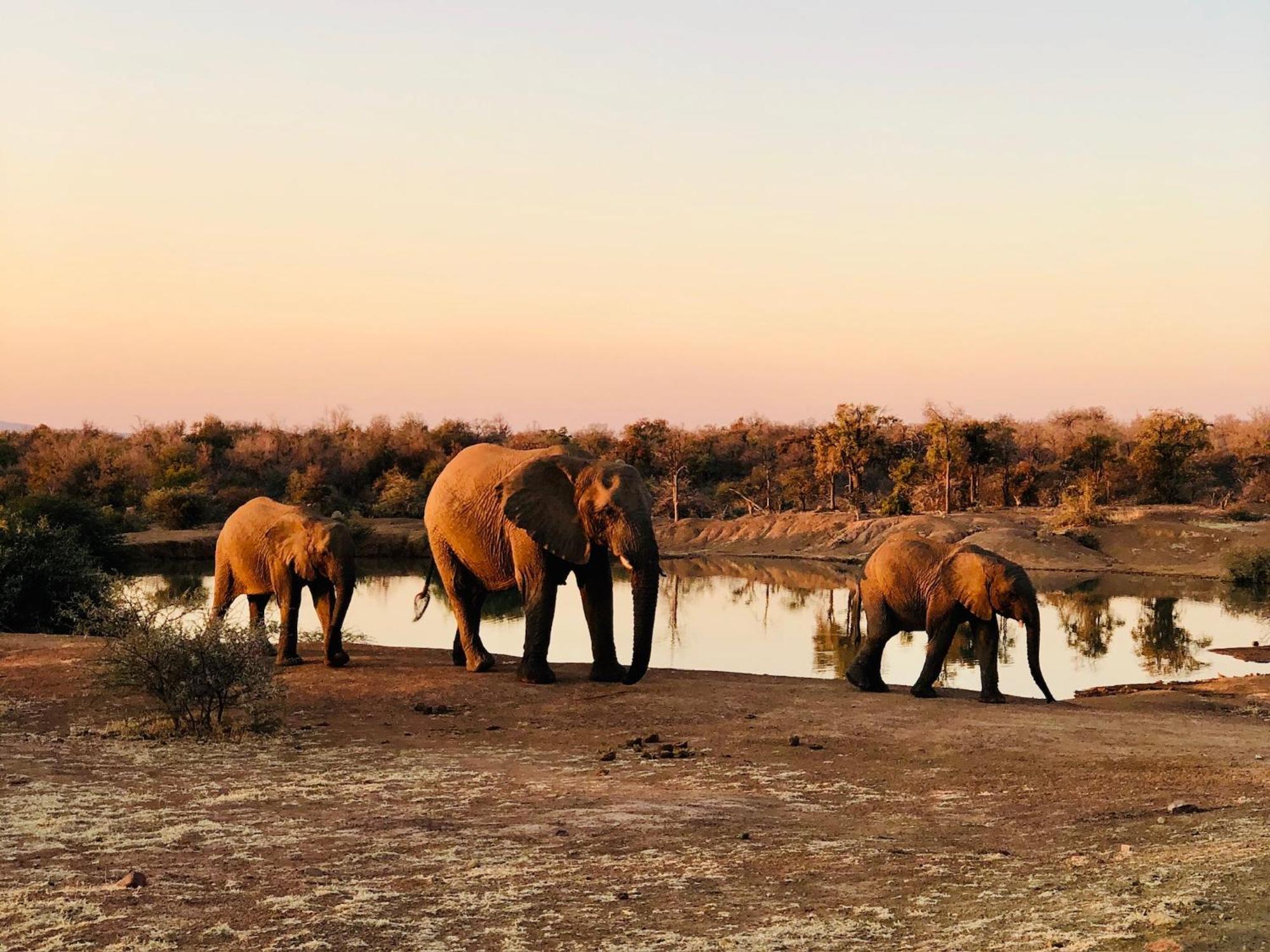 Pangolin Game Lodge - Self Catering, Incl 2 Game Drives Per Day Matlhagame エクステリア 写真