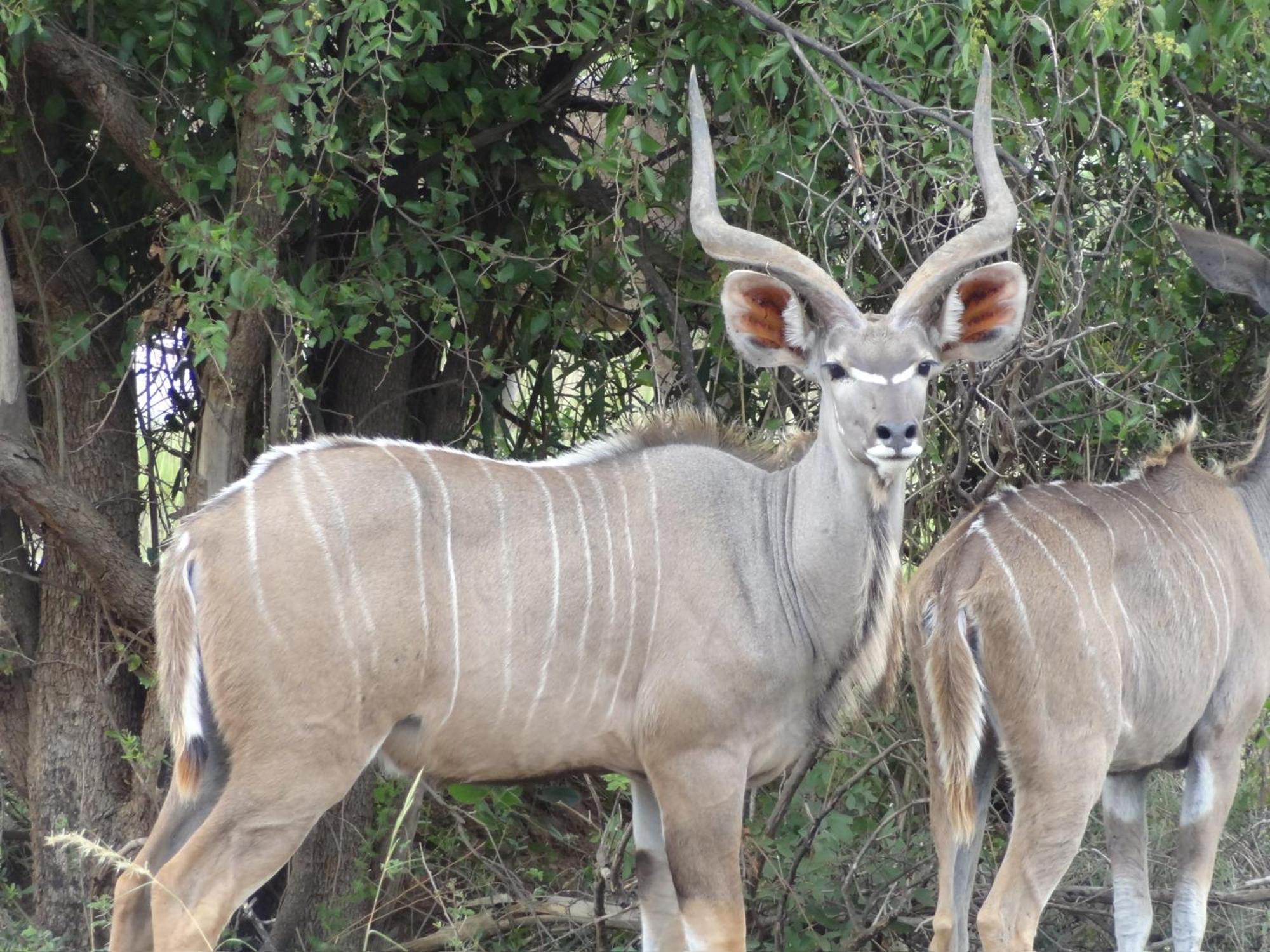 Pangolin Game Lodge - Self Catering, Incl 2 Game Drives Per Day Matlhagame エクステリア 写真