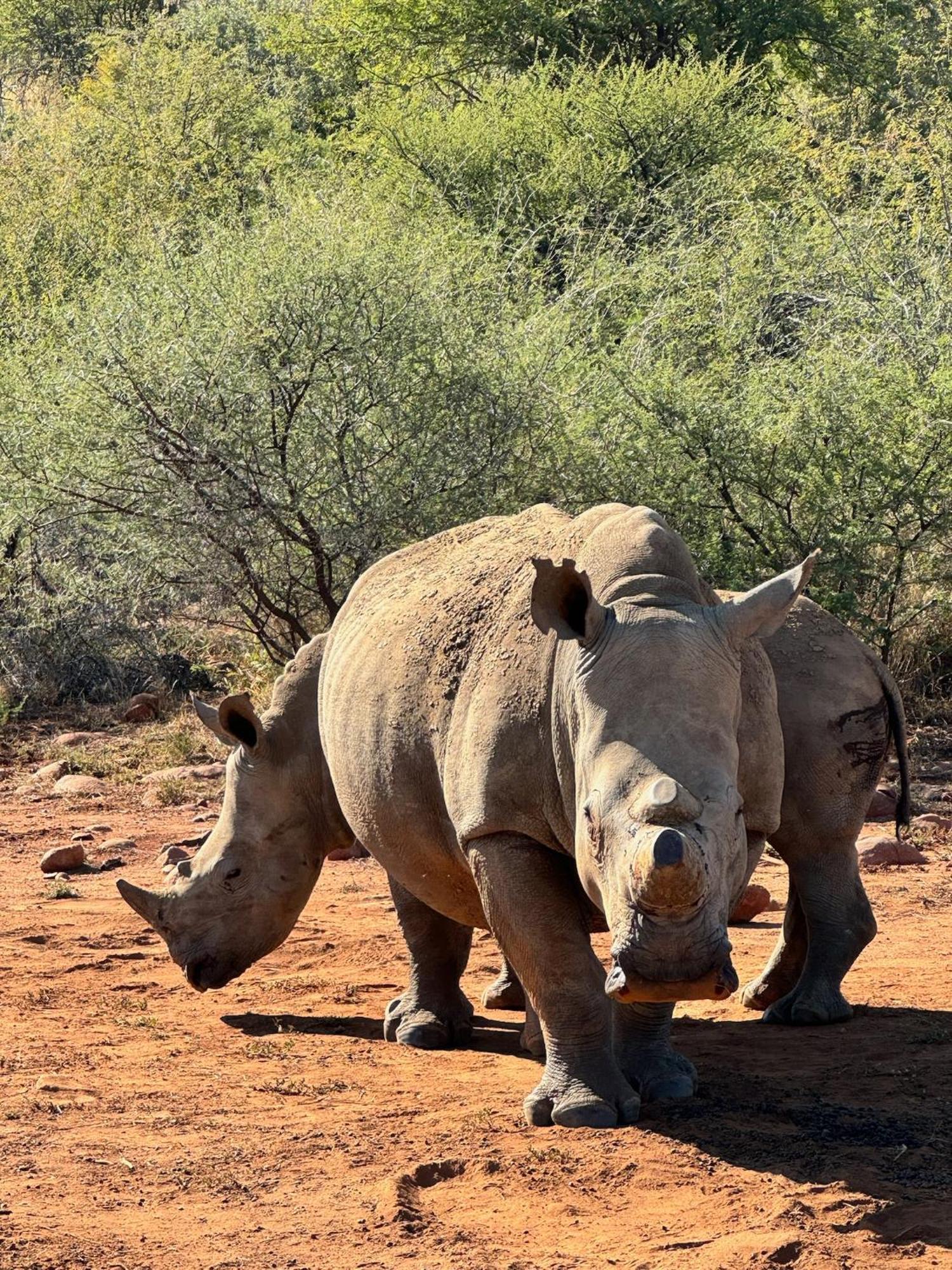 Pangolin Game Lodge - Self Catering, Incl 2 Game Drives Per Day Matlhagame エクステリア 写真