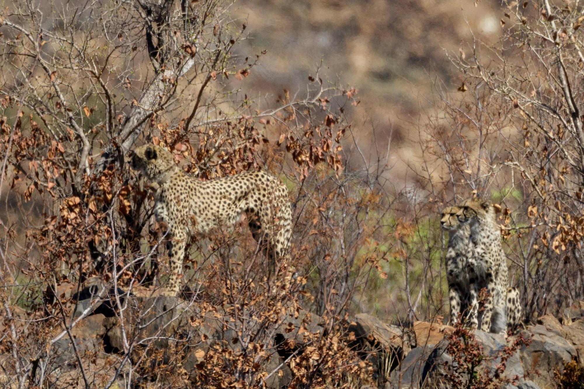 Pangolin Game Lodge - Self Catering, Incl 2 Game Drives Per Day Matlhagame エクステリア 写真