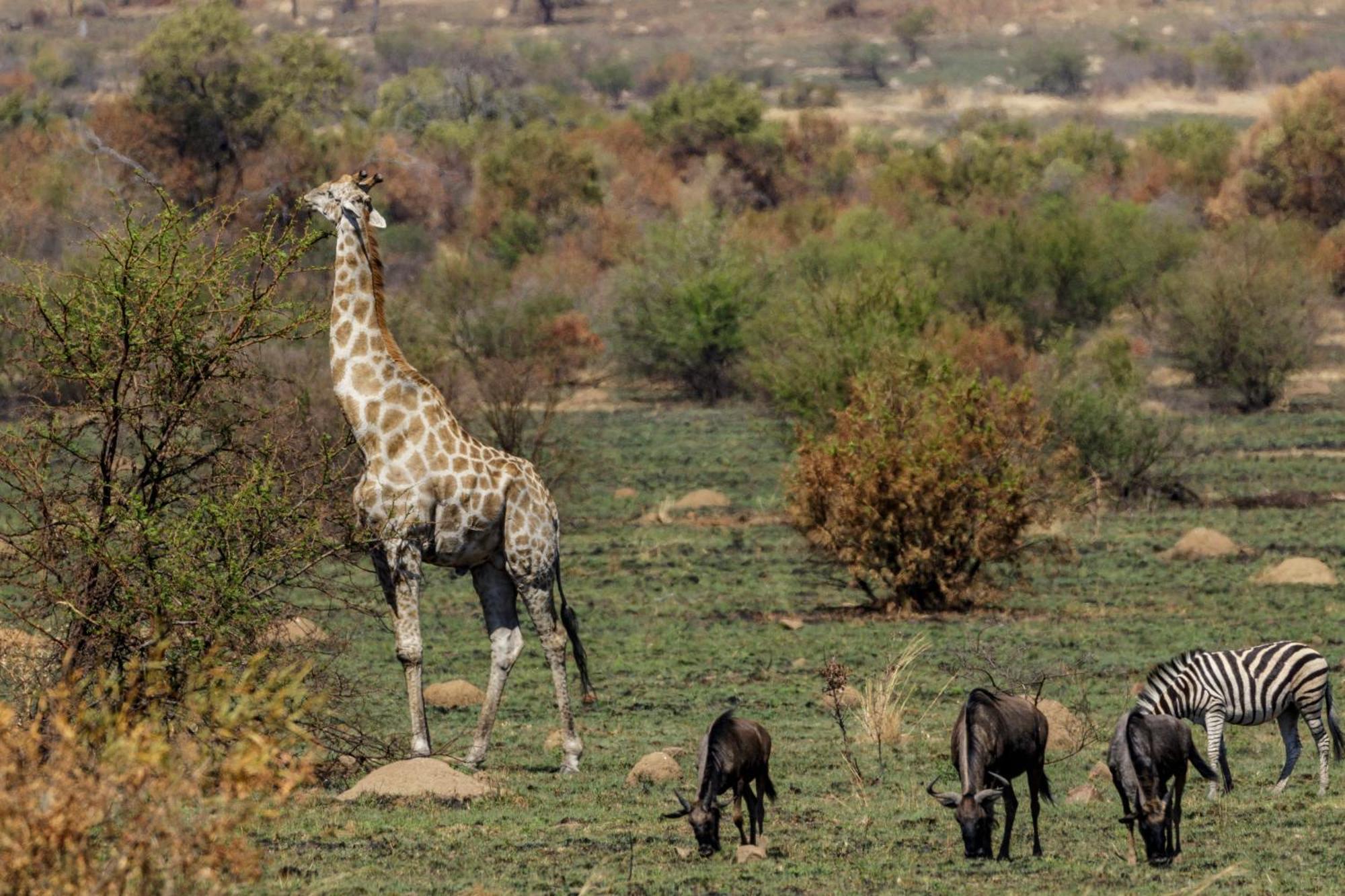 Pangolin Game Lodge - Self Catering, Incl 2 Game Drives Per Day Matlhagame エクステリア 写真