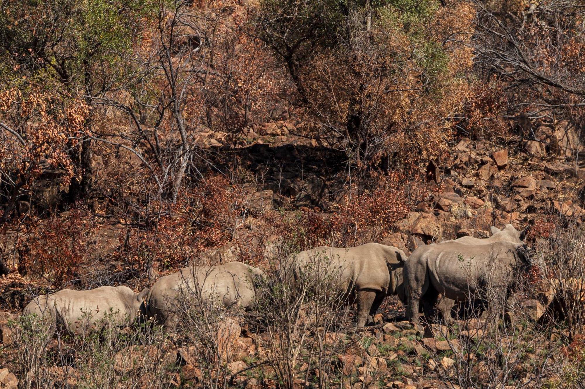 Pangolin Game Lodge - Self Catering, Incl 2 Game Drives Per Day Matlhagame エクステリア 写真